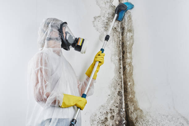 Why You Should Choose Our Mold Remediation Services in Santa Ana, CA