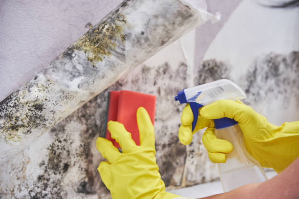 Reliable Santa Ana, CA Mold Removal Solutions